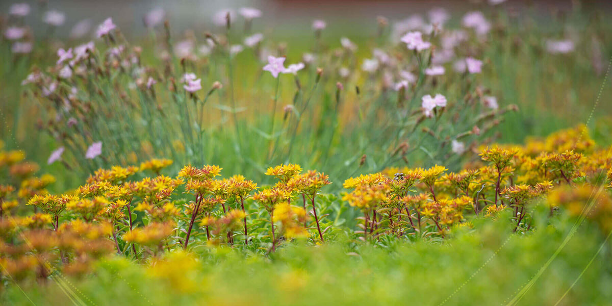 Close up image of yellow and pink flowers on campus.